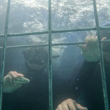 Shark cage, Gansbaii 2023